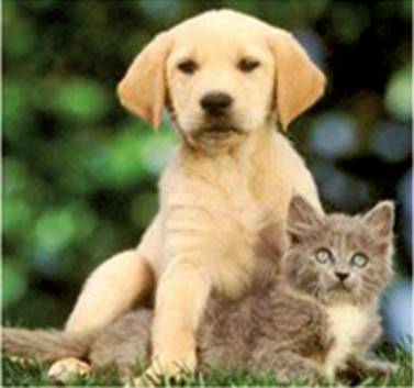 Pyramid Veterinary Surgery - Sydney Vets 4
