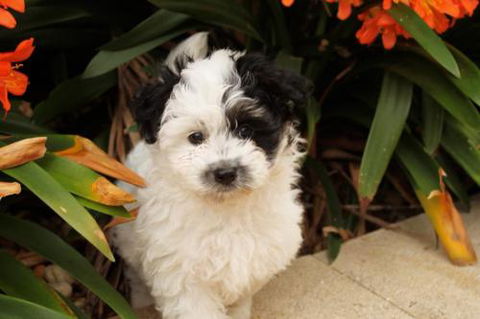 Dapto Veterinary Clinic - Sydney Vets 0