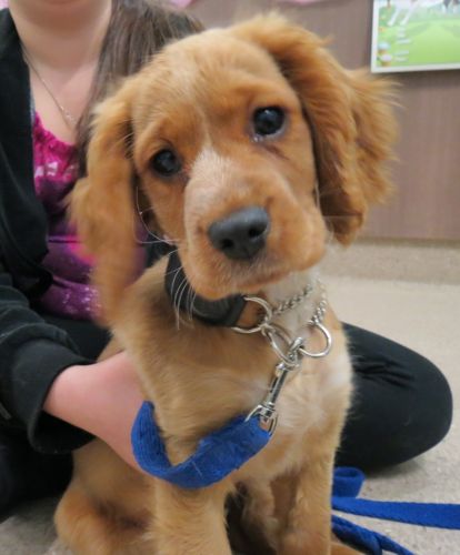 Dapto Veterinary Clinic - Sydney Vets 2