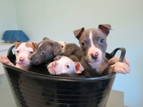 Dapto Veterinary Clinic - Sydney Vets 3