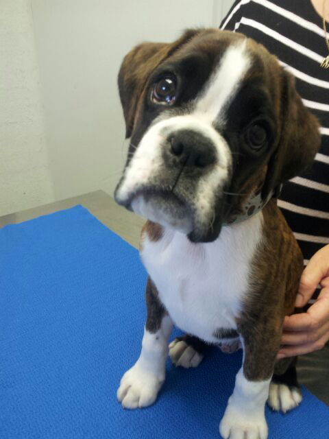 Shaws Veterinary Hospital - Sydney Vets 2
