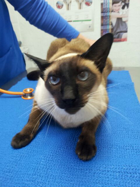 Shaws Veterinary Hospital - Sydney Vets 4