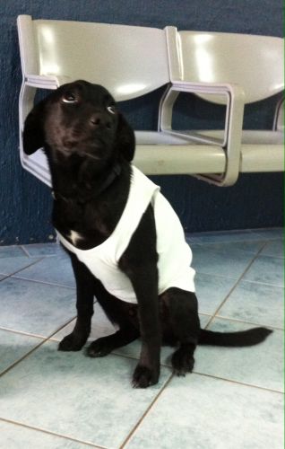 Shaws Veterinary Hospital - Sydney Vets 5