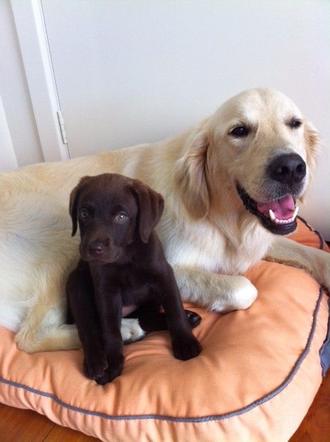 Shoal Bay Veterinary Clinic - Sydney Vets 2