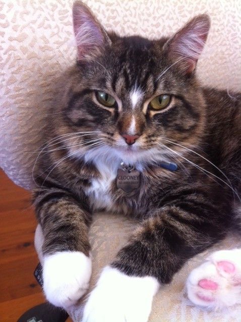 Shoal Bay Veterinary Clinic - Sydney Vets 3