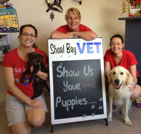 Shoal Bay Veterinary Clinic - Sydney Vets 5