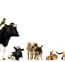 Tropical Vet Services - Sydney Vets