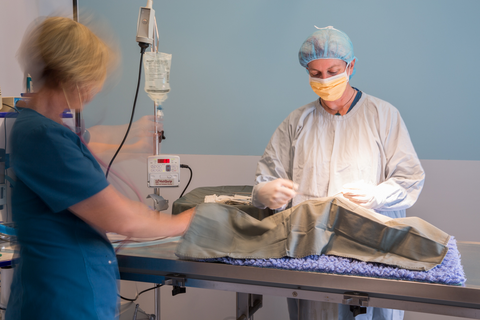 Vitality Vetcare - Sydney Vets 7