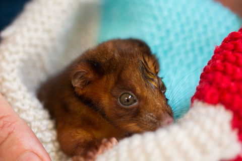 Vitality Vetcare - Sydney Vets 8