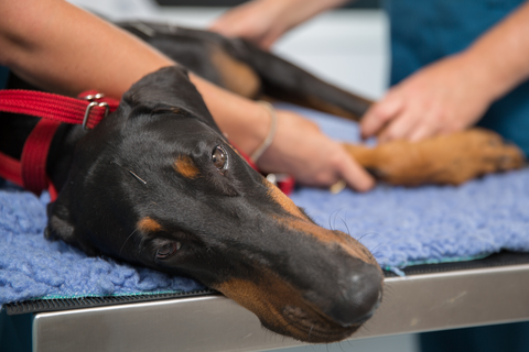 Vitality Vetcare - Sydney Vets 10