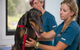 Vitality Vetcare - thumb 11