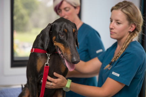 Vitality Vetcare - Sydney Vets 11