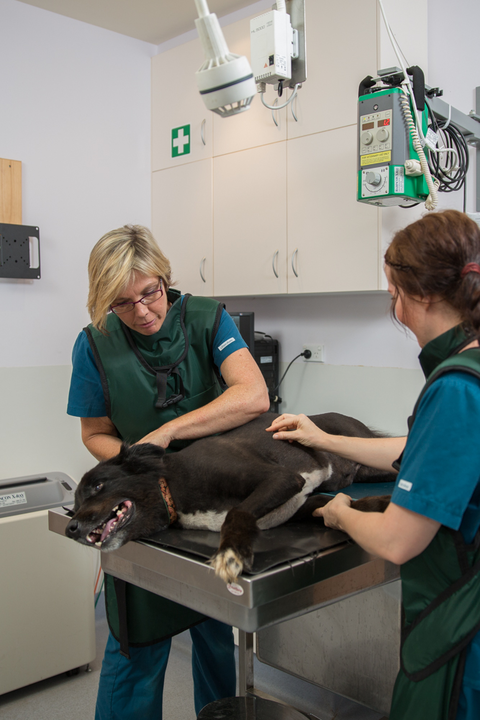Vitality Vetcare - Sydney Vets 14