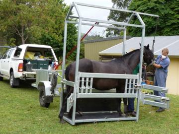 Wingham & Valley Vets - Sydney Vets 3