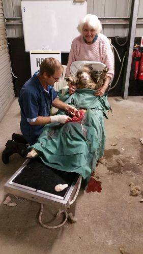 Wingham & Valley Vets - Sydney Vets 4