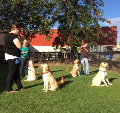 Wingham & Valley Vets - Sydney Vets 5