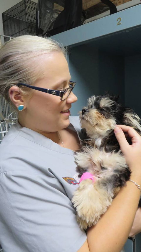 Grafton Veterinary Clinic - Sydney Vets 1