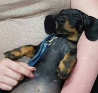 Pert Perry  Evans Veterinary Surgeons - Sydney Vets