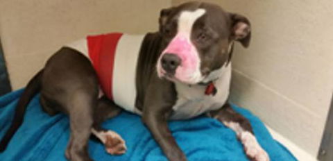 Dr Olivia Lemmon - Sydney Vets 0