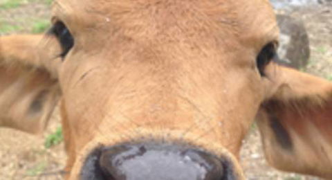 Dr Olivia Lemmon - Sydney Vets 1