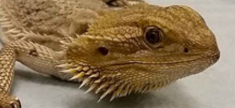 Dr Olivia Lemmon - Sydney Vets 2