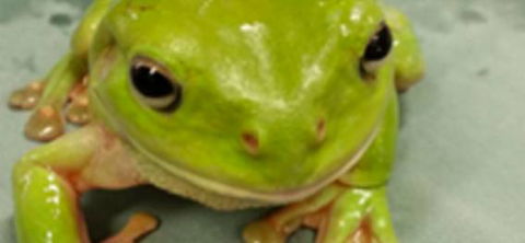 Dr Olivia Lemmon - Sydney Vets 3