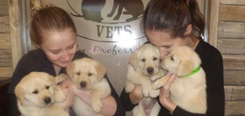 Deny Clementine Dr - Sydney Vets 1