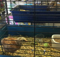 Pets R Us Raymond Terrace - Sydney Vets