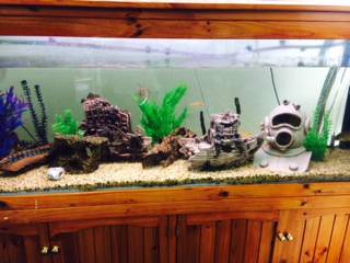 Pet Stop - Sydney Vets 1