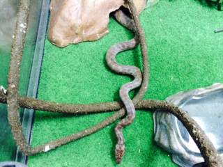 Pet Stop - Sydney Vets 2