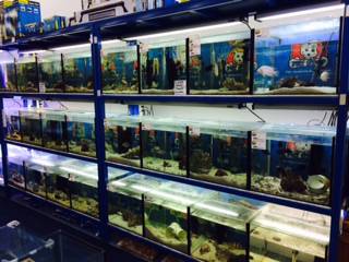 Pet Stop - Sydney Vets 3