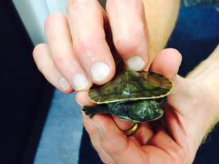 Pet Stop - Sydney Vets 4