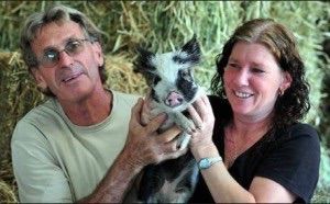 Noosa Rural Produce - Sydney Vets 1